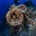 wreck_numidia_bro_b_ni_v_0517_egy0992.jpg